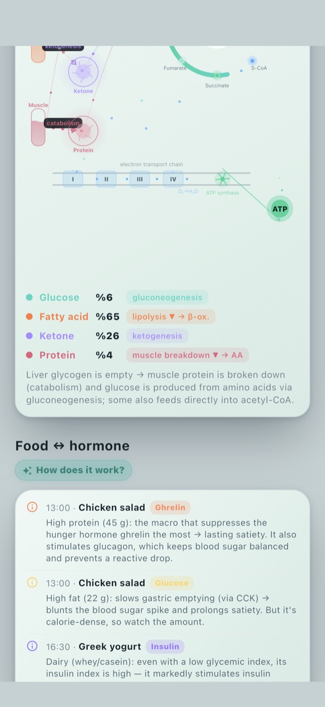 Lumora — Cellular energy cycle